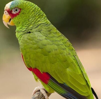 Buy White Fronted Amazon Parrot Online