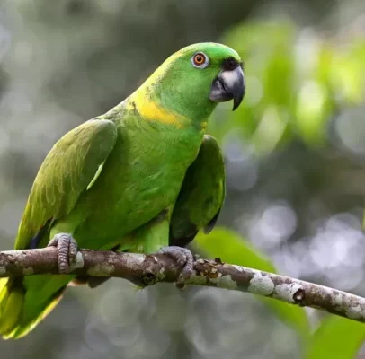 Buy Yellow Naped Amazon Parrot Online