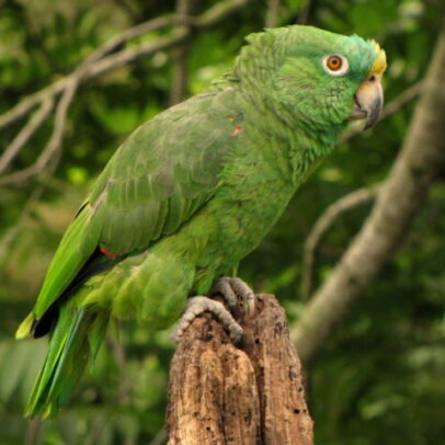 Yellow Crowned Amazon Parrot For Sale