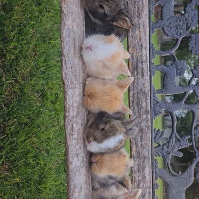 Buy Baby Bunnies - Male & Female Litters - Baby Rabbits for Sale