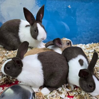 Buy Male & Female Dutch Rabbit Online