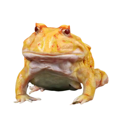 Adult Albino Pacman Frog for Sale – Captive-Bred Cranwell’s Horned Frog