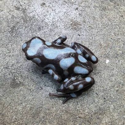 Rio Cascajal Dart Frog for Sale – Dendrobates auratus