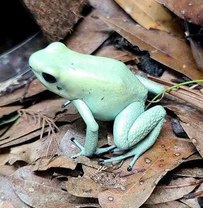 Mint Dart Frog for Sale – Captive-Bred Phyllobates terribilis