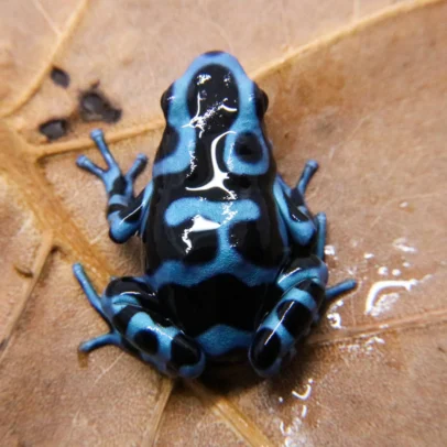 Panamanian Blue & Black Dart Frog for Sale – Dendrobates auratus