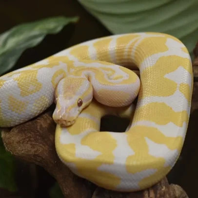Lavender Albino Ball Python for Sale – Python regius