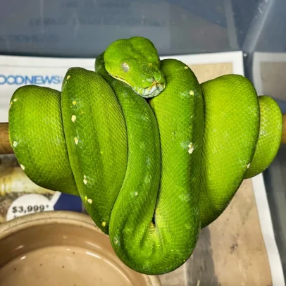 Adult Jayapura Green Tree Python for Sale – Healthy Morelia viridis
