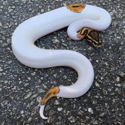 High White Pied Ball Python for Sale – Python regius
