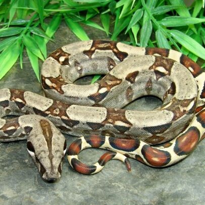 Colombian Red Tail Boa – Boa Imperator