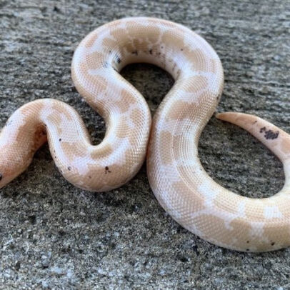 Snow Kenyan Sand Boa for Sale