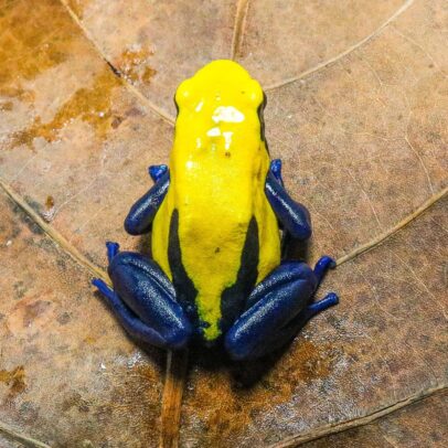 Citronella Dart Frog for Sale – Captive-Bred Dendrobates tinctorius
