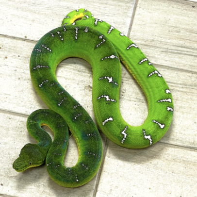 Emerald Tree Boa for Sale – Adult Corallus Caninus
