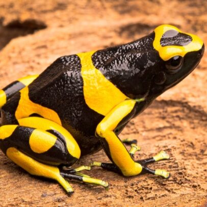Bumble Bee Dart Frog for Sale – Captive-Bred Dendrobates leucomelas