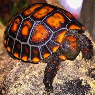 Brazilian Cherry Head Tortoise for Sale