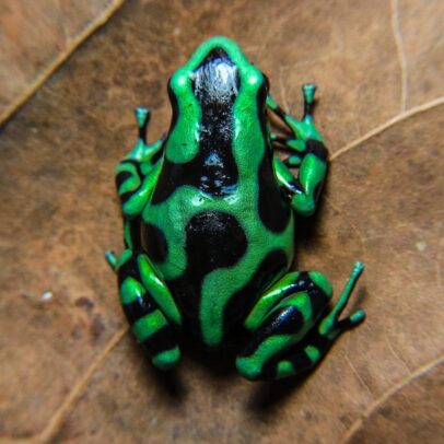 Green & Black Dart Frog for Sale – Captive-Bred Dendrobates auratus