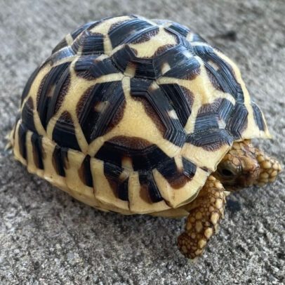 Sri Lankan Star Tortoise for Sale