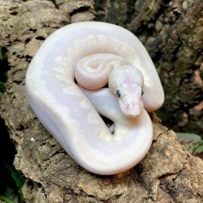 Blue Eyed Lucy Ball Python for Sale – Blue Eyed Leucistic (BEL) Ball Python Baby