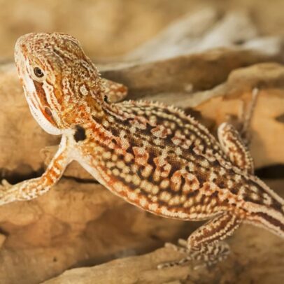 Dunner Bearded Dragon Baby for Sale – Healthy Captive Bred Pogona vitticeps