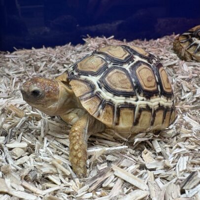 Leopard Tortoise for Sale