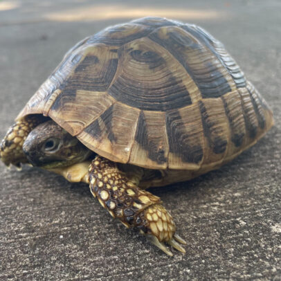 Hermann’s Tortoise for Sale