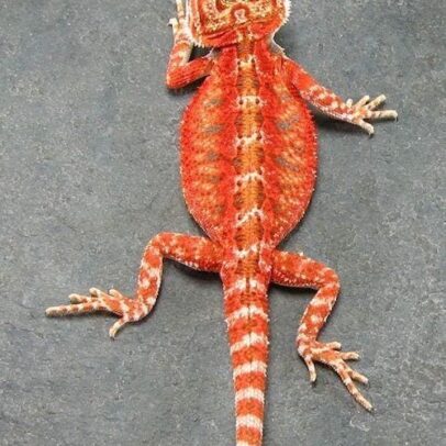 Premium Red Bearded Dragon Baby for Sale – Healthy Captive Bred Pogona vitticeps