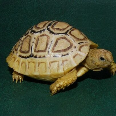 Hi-White Leopard Tortoise for Sale