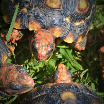 Giant Suriname Red Foot Tortoise for Sale