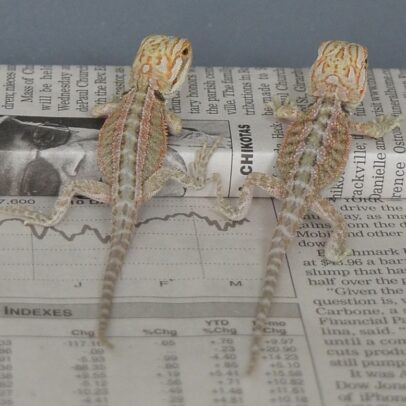 Pied Trans Genetic Stripe Bearded Dragon for Sale