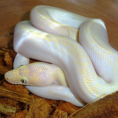 Blue Eyed Leucistic Colombian Rainbow Boa for Sale