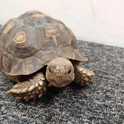 Sulcata Tortoise for Sale