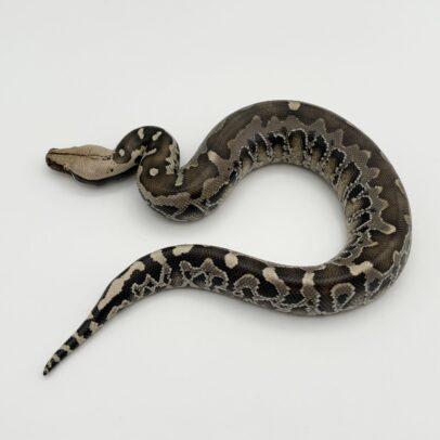 Sumatran Short Tail Python (Black Blood Python) for Sale - Python Curtus