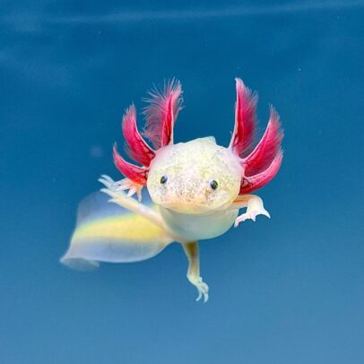 Leucistic Axolotl for Sale – Healthy Captive Bred Lucy Axolotls