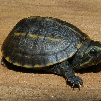 Three Stripe Mud Turtle for Sale