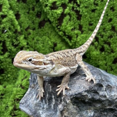 Rankin's Dragon Baby for Sale – Pygmy Bearded Dragons