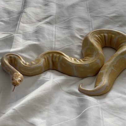 Adult Albino Ball Python for Sale – Healthy Albino Ball Python