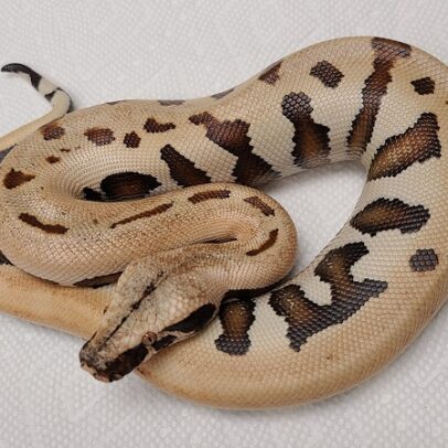 007 Blood Python for Sale – Goldeneye Matrix Blood Python Morph