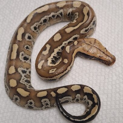 Red Blood Python Baby for Sale - brongersmai